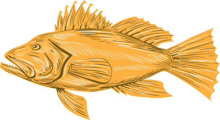 Drawing sketch style illustration of a Black sea bass or Centropristis striata, an exclusively marine grouper viewed from the side set on isolated white background.のイラスト素材