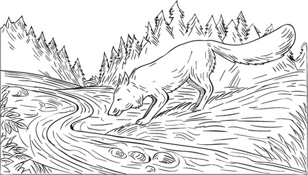 Drawing sketch style illustration of a fox drinking from river creek with woods trees forest in the background done in black and white.のイラスト素材