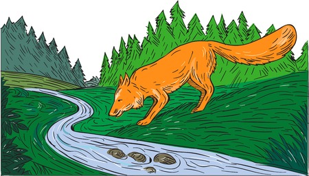 Drawing sketch style illustration of a fox drinking from river creek with woods trees forest in the background.のイラスト素材