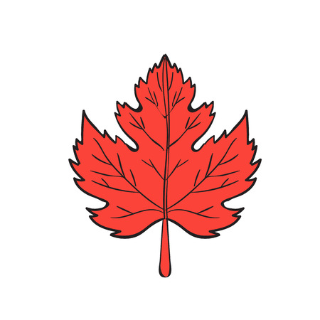 Drawing sketch style illustration of a maple leaf set on isolated white background.のイラスト素材