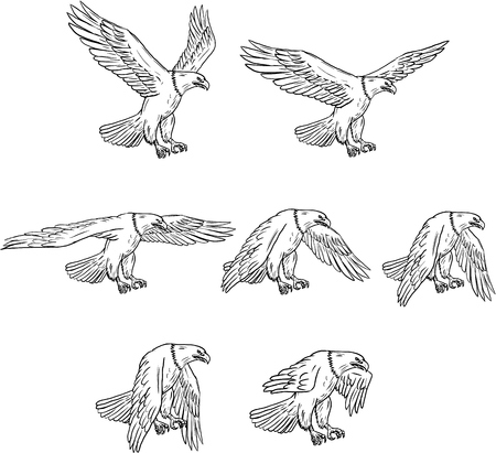 Collection set of illustrations of bald eagle flying with wings flapping viewed in different movements done in drawing sketch style.のイラスト素材
