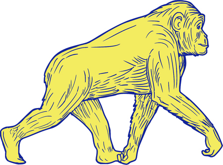 Drawing sketch style illustration of a chimpanzee walking viewed from the side set on isolated white background.のイラスト素材