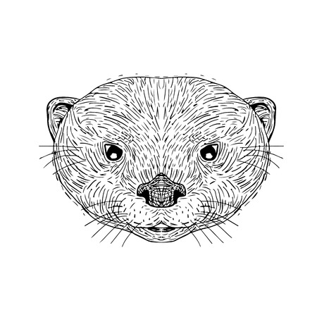 Illustration of an Asian Small-Clawed Otter Head done in hand Drawing sketch style on isolated background.のイラスト素材