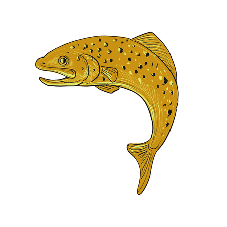 Drawing sketch style illustration of a a spotted brown Trout jumping viewed from side on isolated background.のイラスト素材