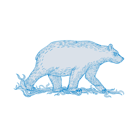 Drawing sketch style illustration of a polar bear, carnivorous bear in the Artic Circle, walking viewed from side on isolated background.のイラスト素材