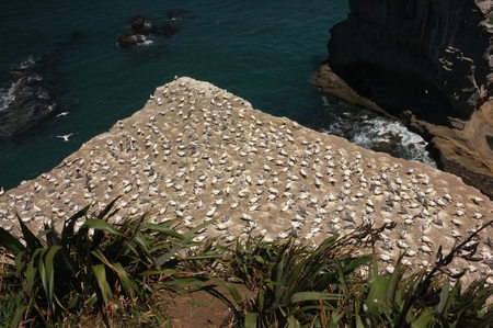 A colony of Australasian gannet, a large, mostly coastal seabird with predominantly white plumage, long, pointed wings, a long neck and slender body shape,breeding and nesting at Waitakere, Muriwai in New Zealand.の写真素材