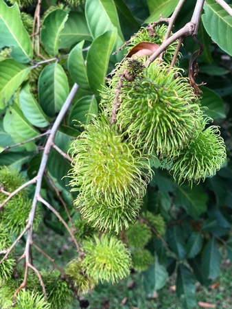 Photo of a young, green and unripe rambutan, red, plum-sized tropical fruit with soft spines and a...