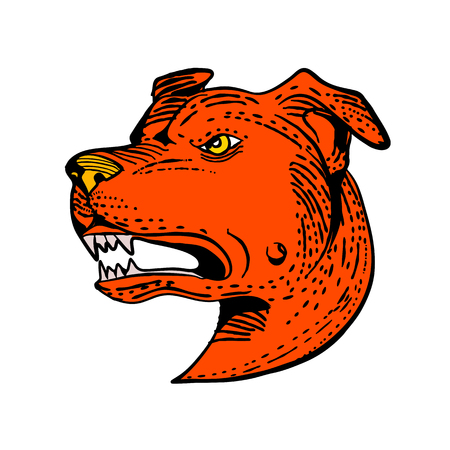 Etching style illustration of head of an angry American Staffordshire Terrier, Amstaff,Staffy or Staffie, a medium-sized, short-coated dog breed done on scraperboard scratchboard style in color.のイラスト素材