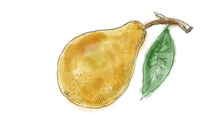 Watercolor drawing of a pear fruit on white.の写真素材