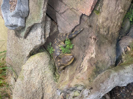 Photo of a blotched blue-tongued lizard, southern blue-tongued lizard or blotched blue-tongued...