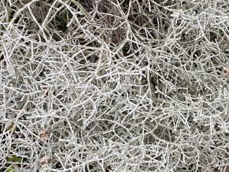 Photo of Calocephalus brownii also known as Cushion Bush, Ghost Bush, Skeleton Bush endemic to...
