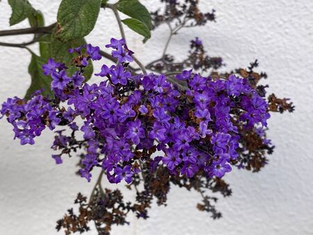 Photo of Heliotropium, Cherry Pie Flower, Common Heliotrope, Garden Heliotrope Royal Marine or...