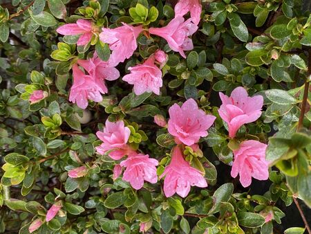 Photo of the flower of Azalea, a flowering shrub in the genus Rhododendron, growing in an urban garden.の写真素材