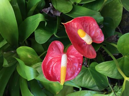 Photo of the plant anthurium, tailflower, flamingo flower,or laceleaf, growing in an urban garden.