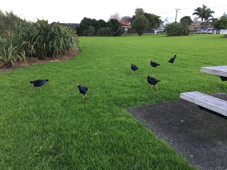 Photo of the Australasian swamphen (Porphyrio melanotus) or pukeko, a species of swamphen...