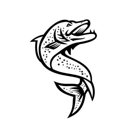 Black and White Mascot illustration of a Northern pike, Esox, Muskellunge, Tiger muskellunge or muskie fish viewed from high angle on isolated background in retro style.のイラスト素材