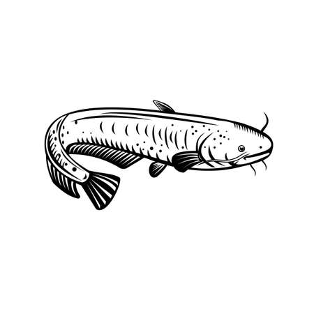 Retro woodcut style illustration of a Silurus biwaensis, the giant Lake Biwa catfish or Biwako-onamazu, a large predatory catfish endemic to Lake Biwa Japan on isolated background in black and white.のイラスト素材