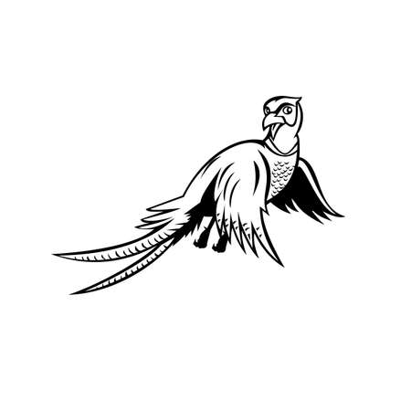 Cartoon style illustration of a ring-necked pheasant Phasianus colchicus, a game bird, flying up viewed from low angle on isolated background done in black and white style.のイラスト素材