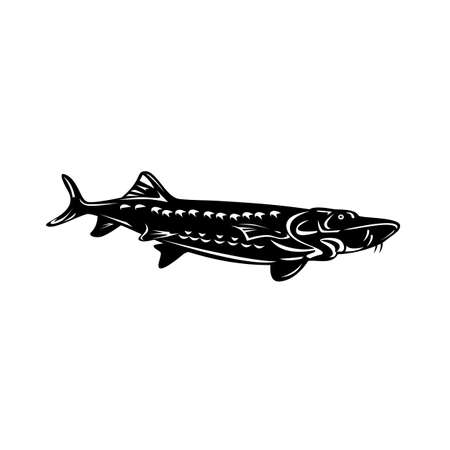 Retro woodcut style illustration of a Atlantic sturgeon Acipenser oxyrinchus oxyrinchus, a member of the family Acipenseridae swimming down isolated background done in black and white.のイラスト素材