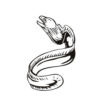 Retro woodcut style illustration of a greyface grey moray eel, Gymnothorax nubilus, freckled moray, slender moray or white-eyed moray, swimming up on isolated background done in black and white.の素材 [FY310153918922]