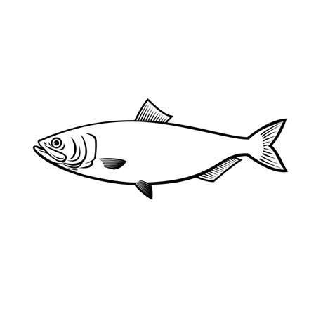 Stencil illustration of a blueback herring or blueback shad Alosa aestivalis, an anadromous species of herring from North America side view on isolated background done in black and white retro style.のイラスト素材