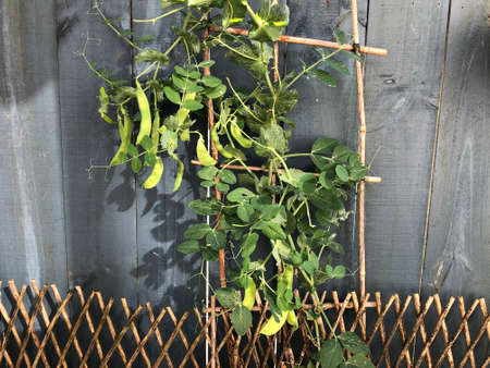 Photo of the plant, snow pea, Chinese pea or pois mangetout, an edible-pod pea with flat pods and...