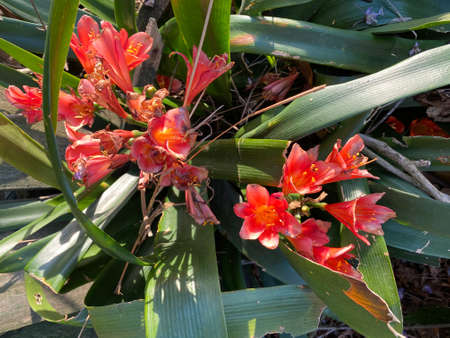 Photo of the flower of Kaffir lily, Bush lily, Natal Lily or Clivia miniata (Lindl.) Bosse.