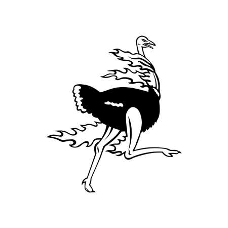Mascot illustration of a common ostrich, a species of large flightless bird native to Africa, running while on fire viewed from side on isolated background in retro black and white style.のイラスト素材