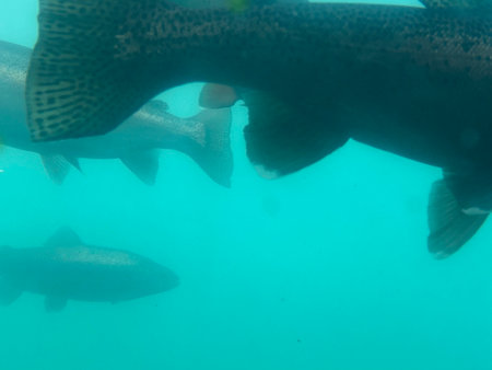 Photo of a brown trout, rainbow trout or salmon taken from underwater in a fresh water lake in Lake...