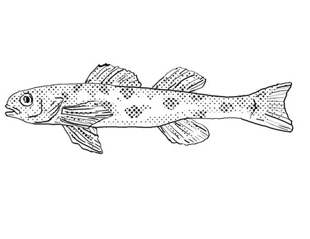 Cartoon style line drawing of a channel darter or Percina copelandi  freshwater fish endemic to...