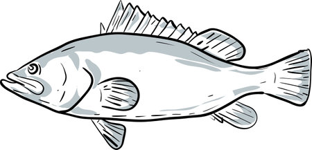 Cartoon style drawing sketch illustration of a warsaw grouper or Hyporthodus nigritus fish of the Gulf of Mexico on isolated white background.のイラスト素材