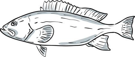 Cartoon style drawing sketch illustration of a yellowmouth grouper or Mycteroperca interstitialis fish of the Gulf of Mexico on isolated white background.のイラスト素材