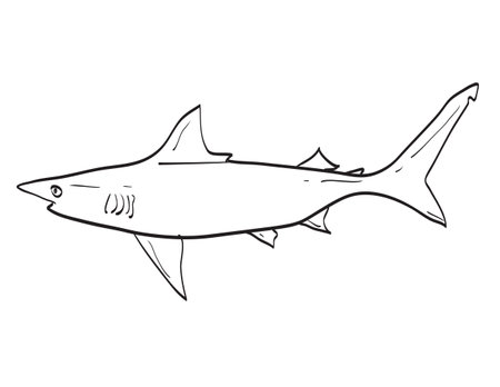 Drawing sketch style illustration of an Atlantic Blacktip Shark or Carcharhinus limbatus fish species native to New England and Mid Atlantic on isolated white background done in cartoon art style.&#xA;のイラスト素材