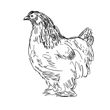 Drawing sketch style illustration of a Brahma hen, Brahma Pootra, Burnham, Gray Chittagong or Shanghai, an American breed of domestic chicken viewed from side done in black and white line art.のイラスト素材