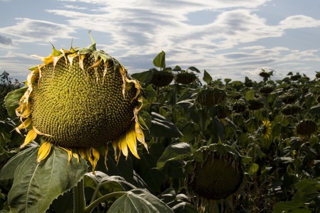 Dead sunflowersの写真素材