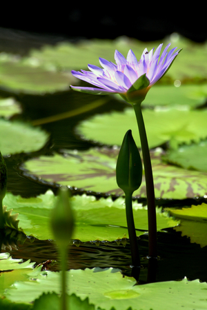 The beautiful purple lotus in the poolの写真素材