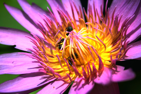 Close up of tropical pink- purple lotus with bee insideの写真素材