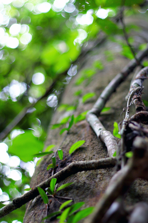 green forestの写真素材
