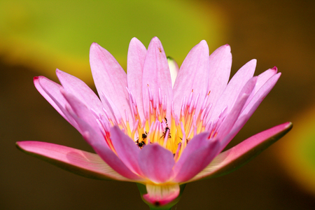 The beautiful water lily isolated with beeの写真素材