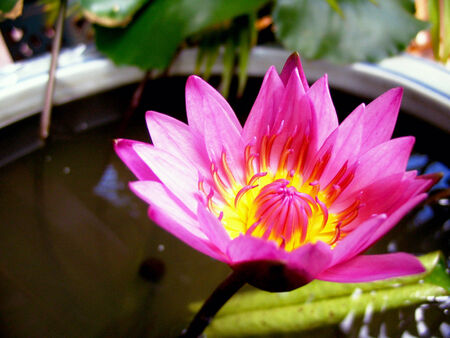 Lotus flower blooming in ther pondの写真素材