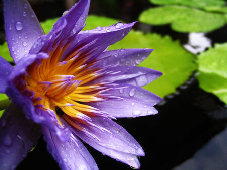 Water drop on purple lotus flowerの写真素材