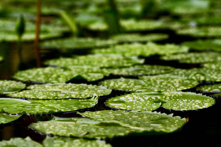 Water drop on green lotus leafの写真素材