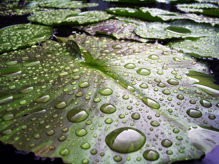 Water drop on lotus leaf の写真素材