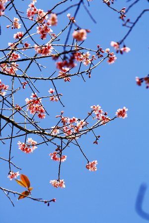 Close view detail of sakura flower  blossoms in the blue skyの写真素材