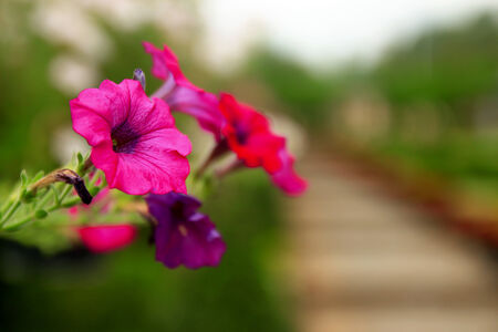 Close up of colorful flower の写真素材