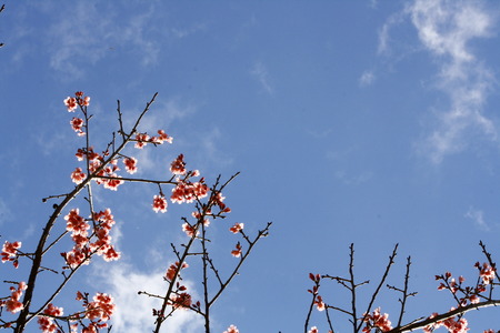 Cherry blossom with blue skyの写真素材