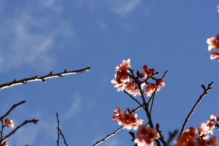 Image of cherry blossomの写真素材
