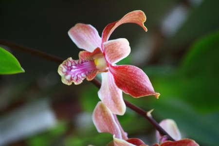Beautiful pink orchid in the gardenの写真素材