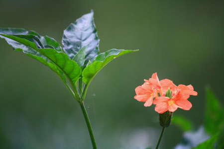 Isolate orange with leafの写真素材