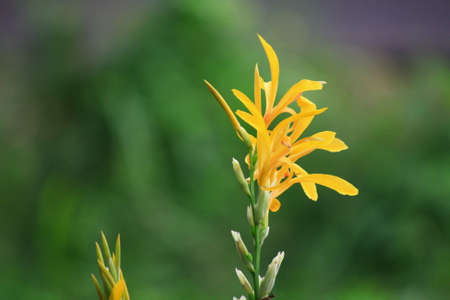 yellow flower in the moringの写真素材